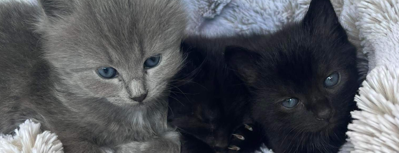 Pōneke Ngeru Rescue