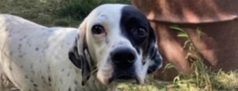 POINTERS IN NEED