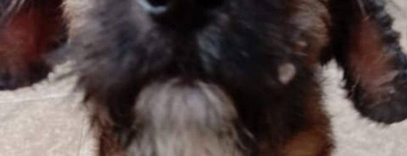 Trustee for  bali dog adoption rehabilitation Center