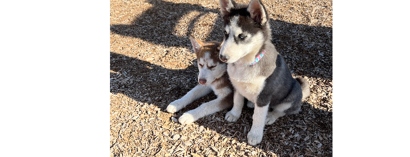 Siberian Husky Rescue of New Mexico