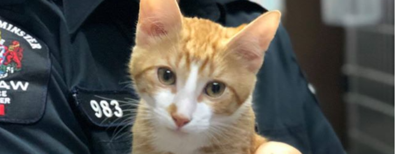 New Westminster Animal Services