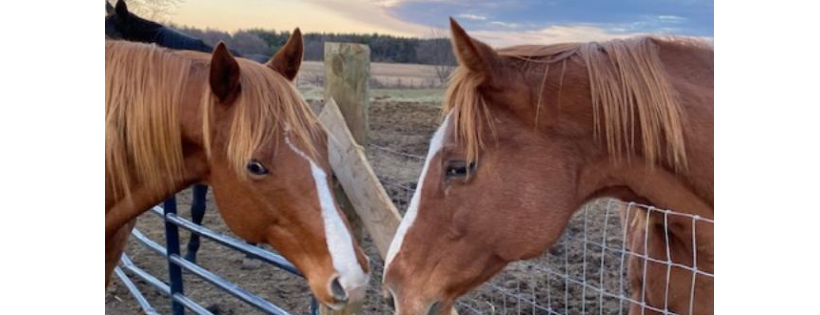 Heart & Soul Equine Foundation