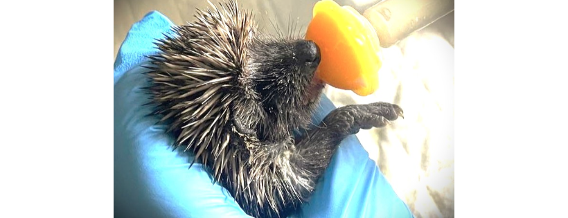 Hope for Hedgehogs Woodside