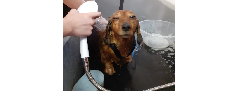 Dundalk Dog Rescue