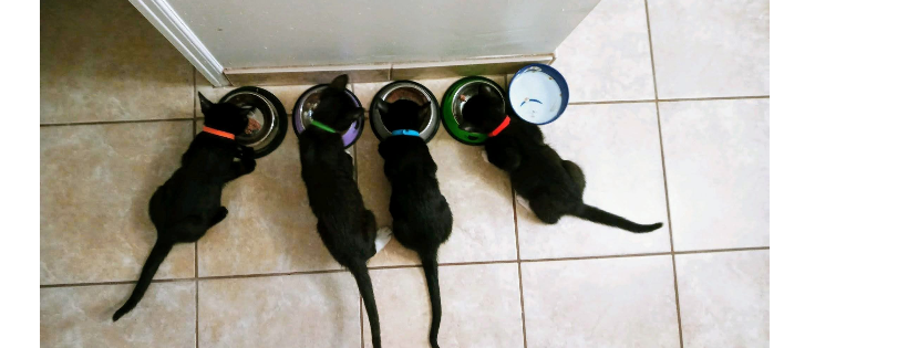 Black Cat Holistic Rescue