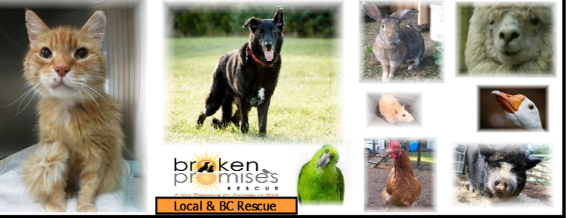Broken Promises Rescue