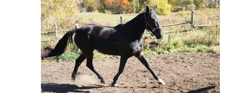 New Start Standardbred Adoption