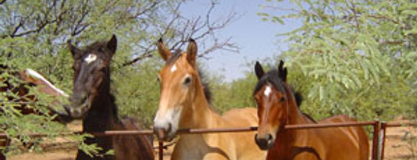 Equine Voices Rescue & Sanctuary