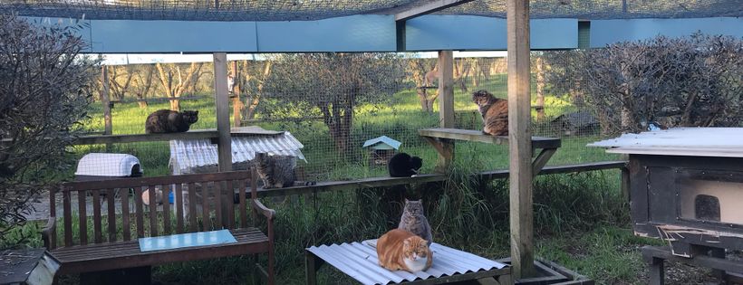 The New Zealand Cat Foundation
