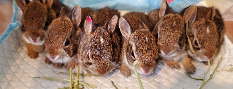 Acorn Acres Wildlife Rehabilitation