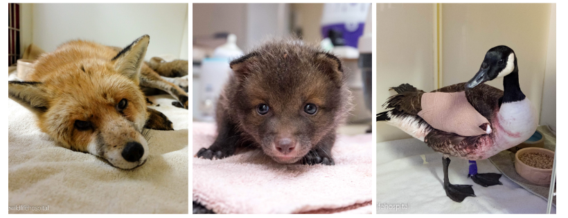 Vale Wildlife Hospital