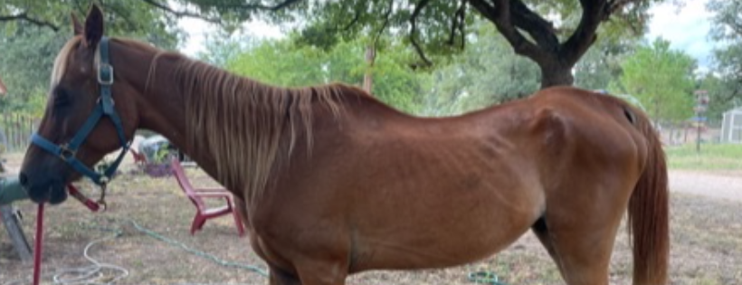 Bluebonnet Equine Humane Society