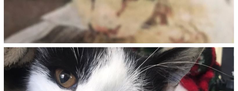 Alfie's Kitten Rescue