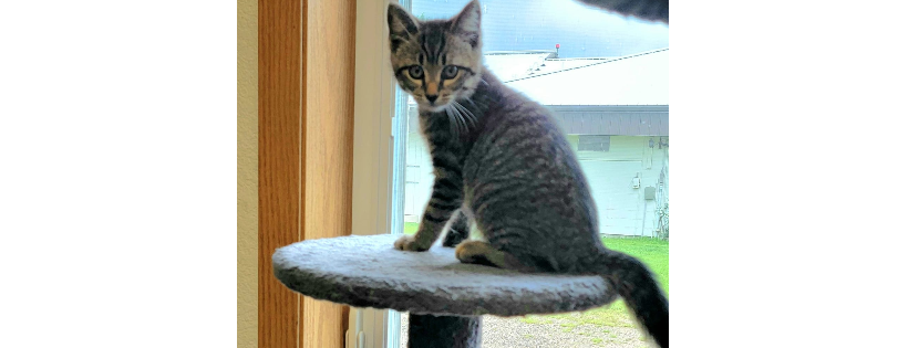 Humane society of richland wilkin county