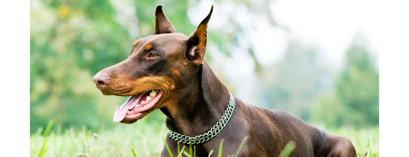 Doberman Rescue Foundation Canada