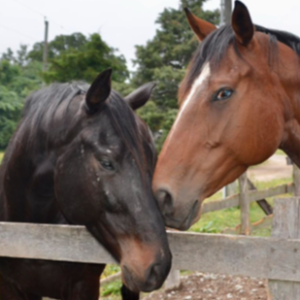 Renaissance Rescue Ranch
