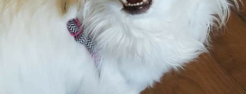 Monarch Mutts dog rescue