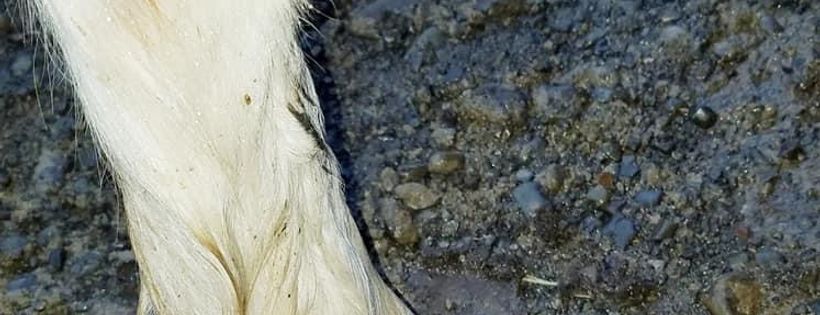 13 Hands Equine Rescue Inc