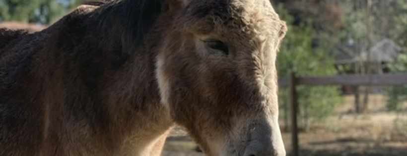 Graysland Animal Sanctuary