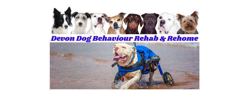 Devon Dog Behaviour Rehab & Rehome CIC