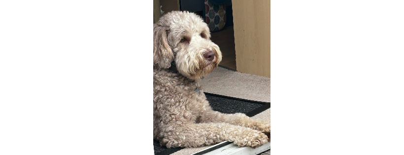 Doodle Rescue