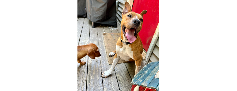 Easy's Dog Shelter