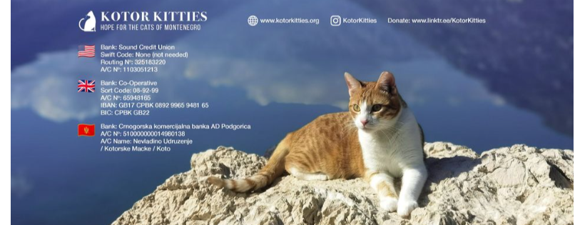 Kotor Kitties