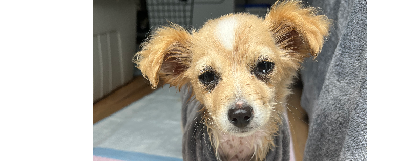 Pokie&Friends Rescue
