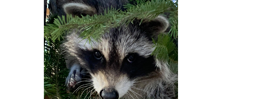 Saco River Wildlife Center