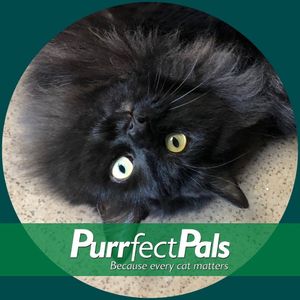 Purrfect Pals Cat Sanctuary and Adoption Centers Logo