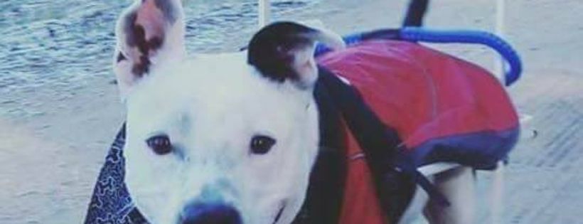 Harc hope animal rescue