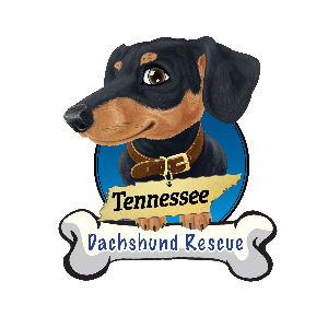 Tennessee Dachshund Rescue