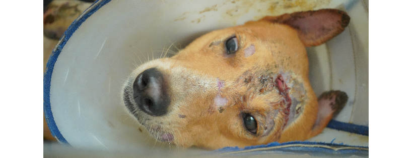 Kannan Animal Welfare INC