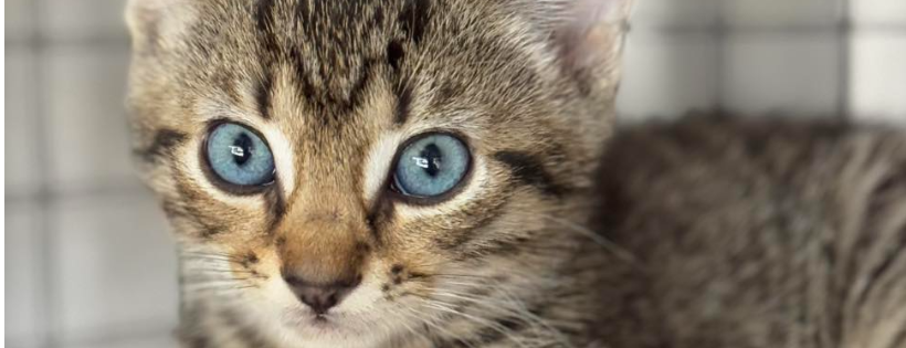 One at a Time Pet Rescue