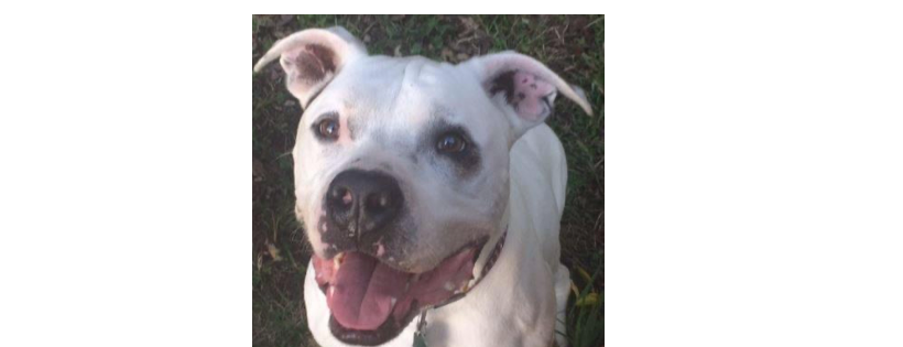 Ruff Ranch Sanctuary