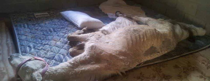 Save A Horse Australia
