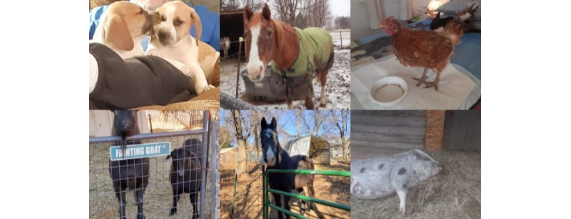 Rosco's Rescue Ranch, Inc.