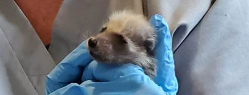 Holly's Haven Wildlife Rescue