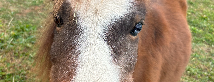 Rescue Ranch