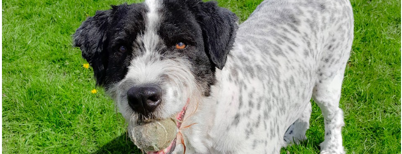 Lotus Stray Rescue