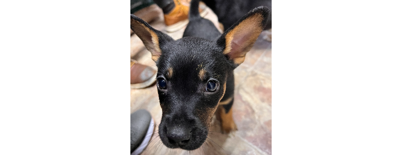 Pike County Humane Society Inc