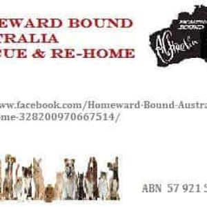 Homeward Bound Australia Rescue and Re-Home