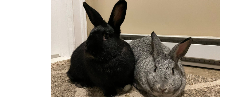 Hoppy Homes Rescue