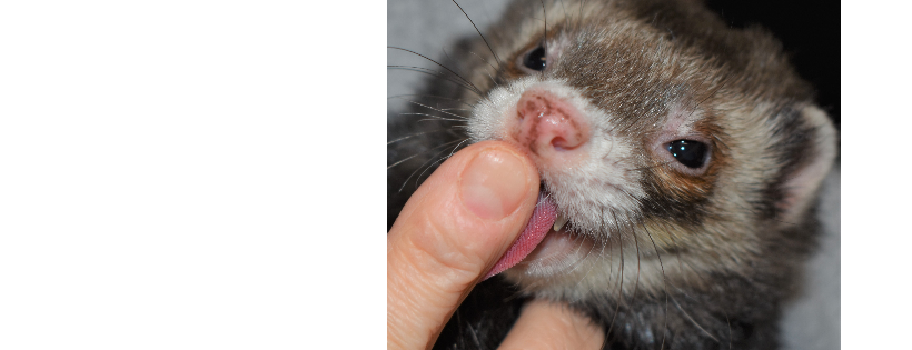 Washington Ferret Rescue and Shelter
