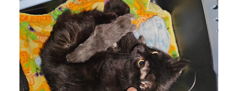 Rio Linda Feral Help Group