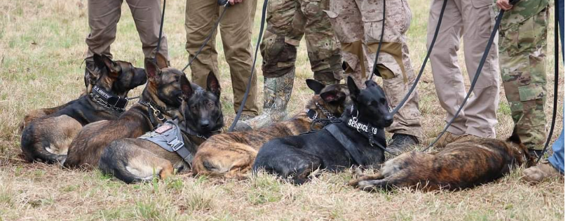 Joint Task Force K9s