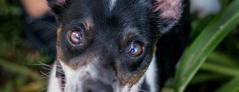 Pound Hounds Rescue Charitable Trust