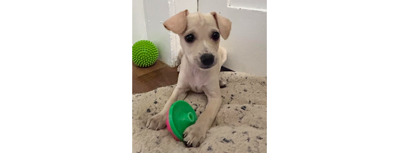 Main Street Mutt Rescue