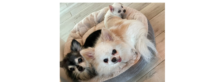 Picolinis animal rescue
