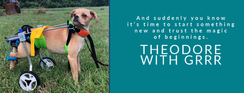 Georgia Rescue, Rehabilitation & Relocation